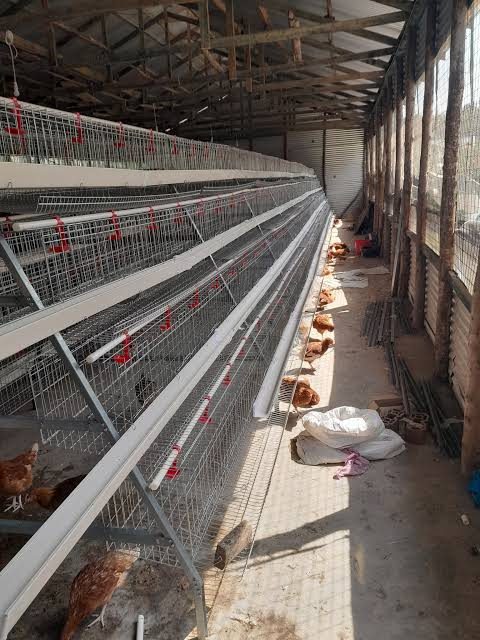 Aisle between cage rows