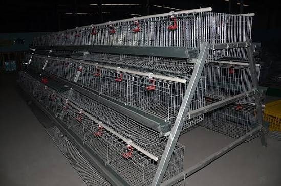 Tiered chicken cages